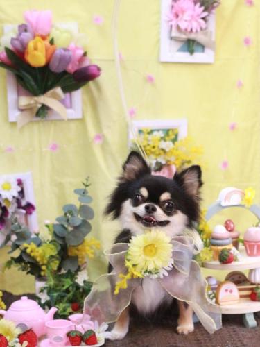 20230314ボスくん